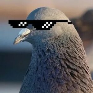 [пятничное] Российским водителям грозит арест за ДТП с голубями