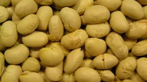 Россия поставила рекордный объем сои в США