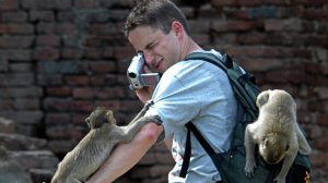 Обезьяны напали на полицейский участок в Таиланде, сообщили СМИ