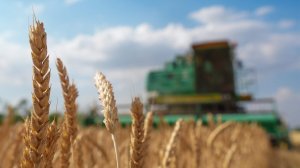 Дай мне злак: урожай в России в 2025 году превысит прошлогодний. Минсельхоз и аграрии начинают подводить итоги уборочной кампании