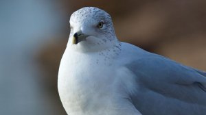 Российская компания создала голубей-биодронов