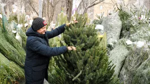 Россия на Новый год сократит ввоз живых елок на треть. Основными поставщиками являются Польша, Белоруссия, Казахстан, Германия, а также Латвия, Сербия, Нидерланды и Дания