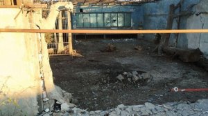 Дрон укронацистов ранил льва в Запорожской области