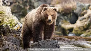 Медведь возглавил рейтинг символов России в соцсетях