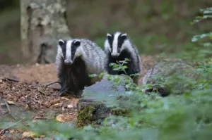 В Британии барсуки во время брачного сезона обрушили дорожный туннель