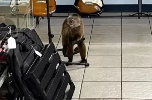 В США задержали обезьяну, которая ворвалась в магазин и разбила все гитары