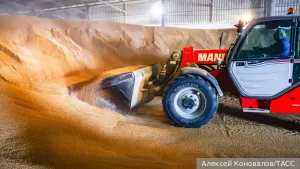 В чем секрет мирового лидерства российской пшеницы