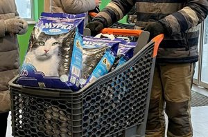Киевляне скупают наполнители для кошачьих лотков
