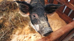 Свинья на дроне оставила целую деревню без электричества, пишут СМИ