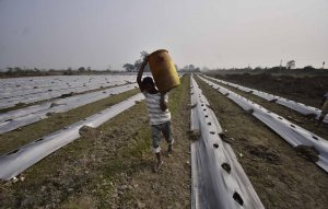 Reuters: фермеры Индии готовят 12 февраля акцию протеста против соглашения с США