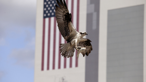 Антикитайские ястребы в Вашингтоне оказались в неудобной ситуации