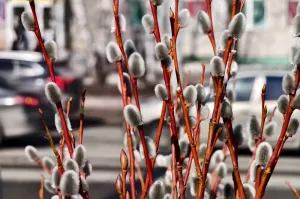 Вербное воскресенье. Что можно и что нельзя делать 5 апреля 2026 года