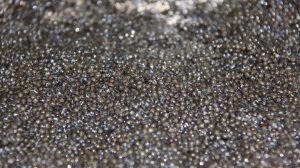 Житель Петербурга незаконно хранил в морозилке 78 килограммов черной икры