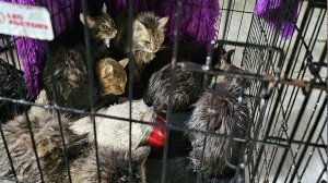 В калининградском котокафе 23 кота погибли из-за прорыва трубы