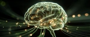 В черепе обнаружили иммунные структуры, которые защищают мозг от рака