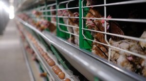 Россельхознадзор опроверг сообщения о регистрации кур через МФЦ