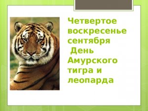 Биолог рассказал, как дальневосточные леопарды готовятся к зиме: накапливают подкожный жир и меняют окрас