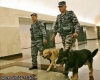 На Рижском вокзале Москвы обнаружен килограмм тротила