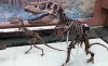 "Кристис" выставит на продажу трицератопса и саблезубого тигра