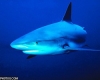 Уникальному морскому миру Антарктики угрожают акулы