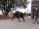 Пародия на BigDog робота