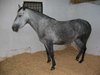 В Гонконге откроется шестизвездный отель для лошадей