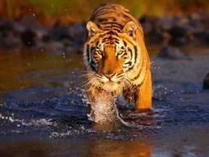 В китайском зоопарке тигр съел посетителя