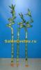 В цветочных ларьках продают бамбук, но это всего лишь Драцена