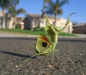 Счастливый богомол