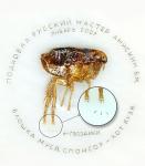 Подкованная блоха