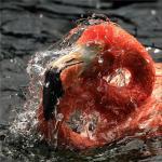 Красный птиц