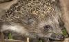 Британский Центр помощи диким животным помогает ежу похудеть