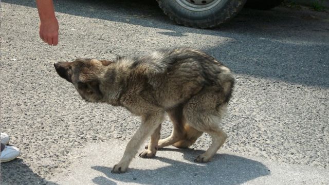 Шавки
