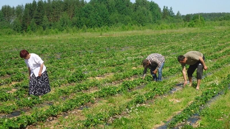 Колташов рассказал, как Эстония обесценила украинский безвиз
