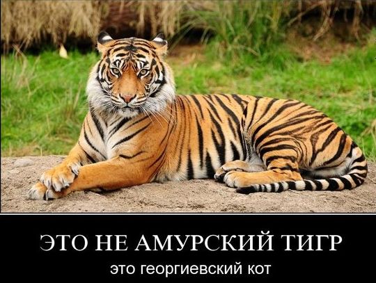Это не амурский тигр. Это георгиевский кот