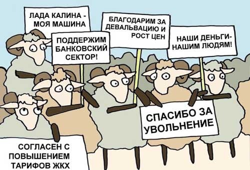 Овцы