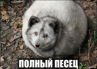 полный песец