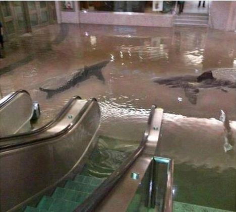 sharks in the tube