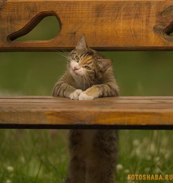 кот