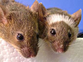 mice