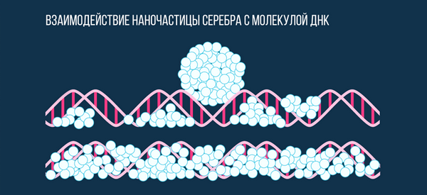Распределение нанокластеров серебра вдоль цепи ДНК за счёт диффузии