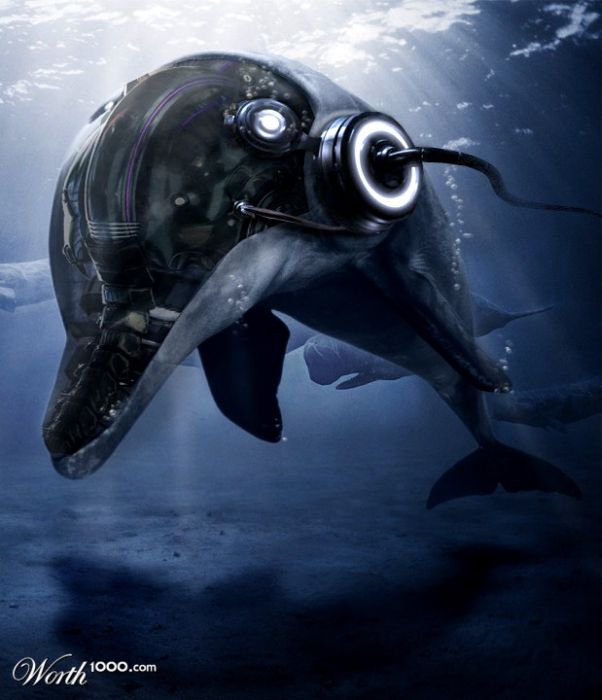 дельфин в наушниках